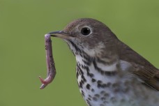 /userimg/JmBVR/hermit thrush 1 living bird-for print.jpg